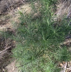 Cassinia longifolia (Shiny Cassinia, Cauliflower Bush) at Red Hill to Yarralumla Creek - 24 Jul 2023 by Tapirlord