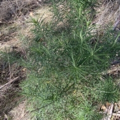 Cassinia longifolia (Shiny Cassinia, Cauliflower Bush) at Garran, ACT - 24 Jul 2023 by Tapirlord