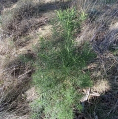 Cassinia longifolia at Garran, ACT - 24 Jul 2023 01:29 PM