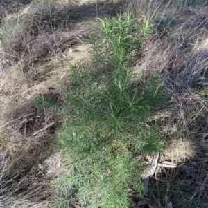 Cassinia longifolia at Garran, ACT - 24 Jul 2023