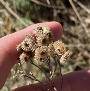 Chrysocephalum semipapposum at Garran, ACT - 24 Jul 2023 01:29 PM