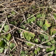 Hydrocotyle laxiflora (Stinking Pennywort) at Garran, ACT - 24 Jul 2023 by Tapirlord