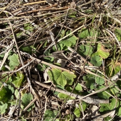 Hydrocotyle laxiflora (Stinking Pennywort) at Hughes Garran Woodland - 24 Jul 2023 by Tapirlord