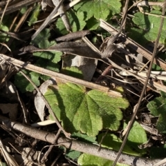 Hydrocotyle laxiflora at Garran, ACT - 24 Jul 2023 01:29 PM