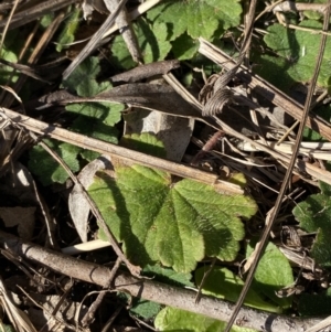 Hydrocotyle laxiflora at Garran, ACT - 24 Jul 2023 01:29 PM