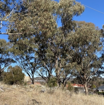 Eucalyptus bridgesiana (Apple Box) at Hughes Garran Woodland - 24 Jul 2023 by Tapirlord