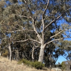 Eucalyptus bridgesiana at Red Hill to Yarralumla Creek - 24 Jul 2023 01:28 PM