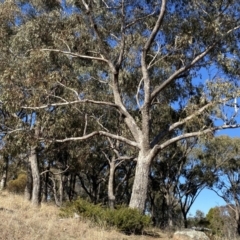 Eucalyptus bridgesiana at Hughes, ACT - 24 Jul 2023