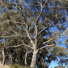 Eucalyptus bridgesiana at Red Hill to Yarralumla Creek - 24 Jul 2023