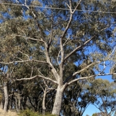 Eucalyptus bridgesiana at Hughes, ACT - 24 Jul 2023