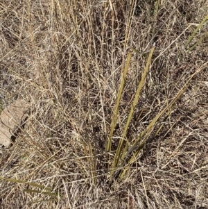 Lomandra multiflora at Hughes, ACT - 24 Jul 2023 01:28 PM