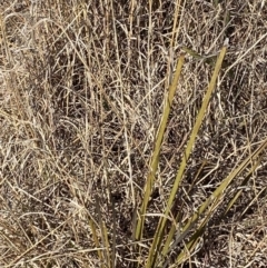 Lomandra multiflora at Hughes, ACT - 24 Jul 2023 01:28 PM