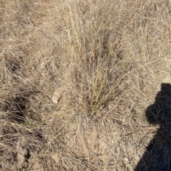 Lomandra multiflora at Hughes, ACT - 24 Jul 2023 01:28 PM