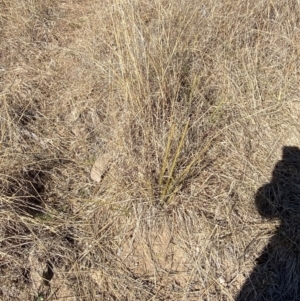 Lomandra multiflora at Hughes, ACT - 24 Jul 2023 01:28 PM