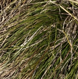 Carex inversa at Garran, ACT - 24 Jul 2023