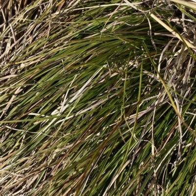 Carex inversa (Knob Sedge) at Red Hill to Yarralumla Creek - 24 Jul 2023 by Tapirlord