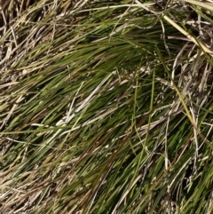 Carex inversa (Knob Sedge) at Hughes Garran Woodland - 24 Jul 2023 by Tapirlord