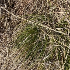 Carex inversa at Garran, ACT - 24 Jul 2023