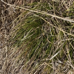 Carex inversa at Garran, ACT - 24 Jul 2023