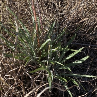Senecio quadridentatus (Cotton Fireweed) at Red Hill to Yarralumla Creek - 24 Jul 2023 by Tapirlord
