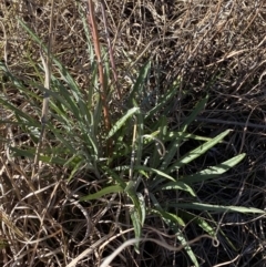 Senecio quadridentatus (Cotton Fireweed) at Hughes Garran Woodland - 24 Jul 2023 by Tapirlord