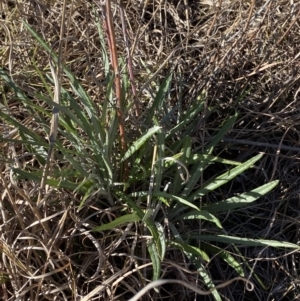 Senecio quadridentatus at Garran, ACT - 24 Jul 2023