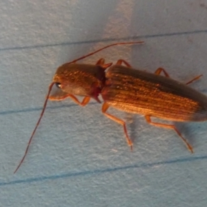 Monocrepidus (genus) at Borough, NSW - suppressed