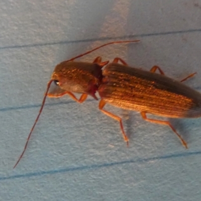 Monocrepidus sp. (genus) (Click beetle) at Boro - 2 Aug 2023 by Paul4K