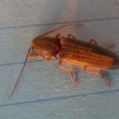 Conoderus sp. (genus) (Click beetle) at Borough, NSW - 2 Aug 2023 by Paul4K