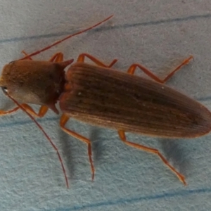 Monocrepidus (genus) at Borough, NSW - suppressed