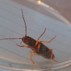 Monocrepidus sp. (genus) at Borough, NSW - 3 Aug 2023