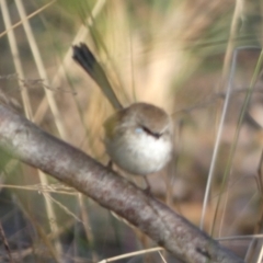 Malurus cyaneus (Superb Fairywren) at Queanbeyan West, NSW - 4 Aug 2023 by Paul4K