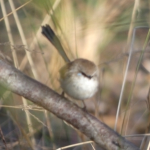 Malurus cyaneus at Queanbeyan West, NSW - 4 Aug 2023 08:10 AM