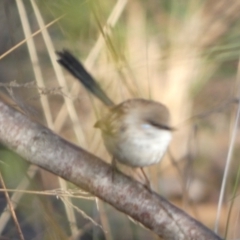 Malurus cyaneus at Queanbeyan West, NSW - 4 Aug 2023