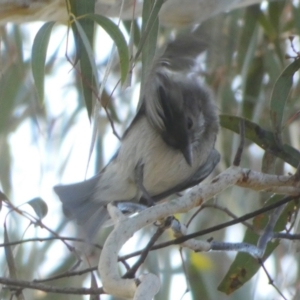 Pachycephala pectoralis at Queanbeyan West, NSW - 4 Aug 2023