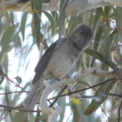 Pachycephala pectoralis at Queanbeyan West, NSW - 4 Aug 2023