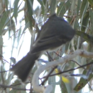 Pachycephala pectoralis at Queanbeyan West, NSW - 4 Aug 2023