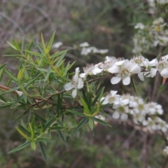 Leptospermum continentale at Paddys River, ACT - 17 Jan 2023