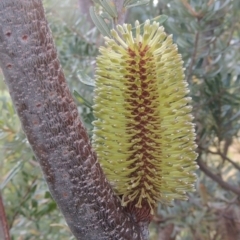 Banksia marginata (Silver Banksia) at Paddys River, ACT - 17 Jan 2023 by MichaelBedingfield