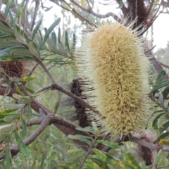 Banksia marginata at Paddys River, ACT - 17 Jan 2023