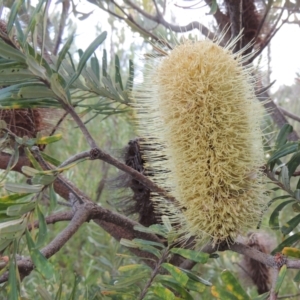 Banksia marginata at Paddys River, ACT - 17 Jan 2023