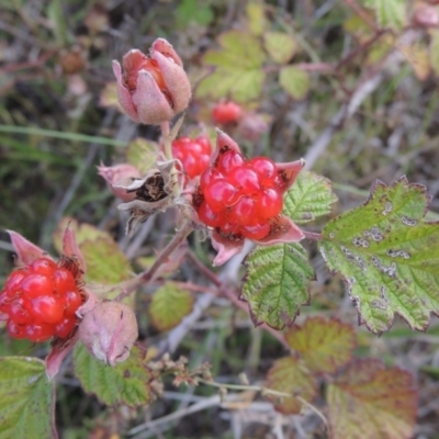 Rubus parvifolius (Native Raspberry) at Tidbinbilla Nature Reserve - 17 Jan 2023 by michaelb