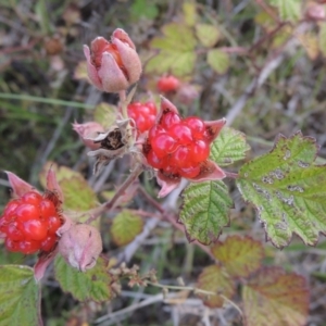 Rubus parvifolius at Paddys River, ACT - 17 Jan 2023