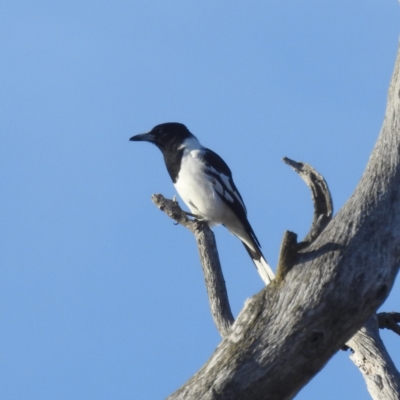 Cracticus nigrogularis (Pied Butcherbird) at Lions Youth Haven - Westwood Farm A.C.T. - 3 Aug 2023 by HelenCross