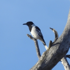 Cracticus nigrogularis (Pied Butcherbird) at Lions Youth Haven - Westwood Farm - 3 Aug 2023 by HelenCross