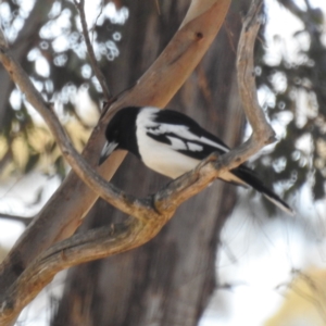 Cracticus nigrogularis at Stromlo, ACT - 4 Aug 2023 08:51 AM