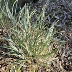 Senecio quadridentatus (Cotton Fireweed) at FMC500: Bragg St Swales - 3 Aug 2023 by cmobbs