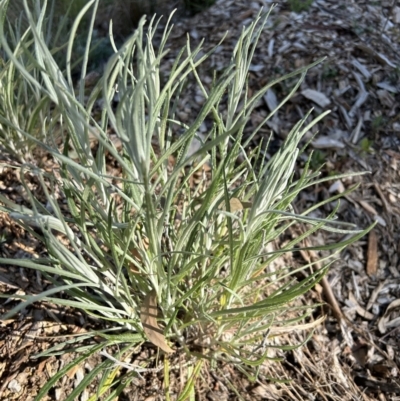 Senecio quadridentatus (Cotton Fireweed) at FMC500: Bragg St Swales - 3 Aug 2023 by cmobbs