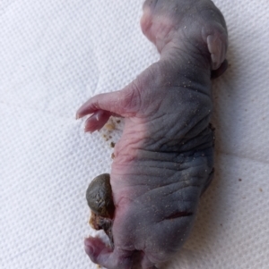 Oryctolagus cuniculus at Paddys River, ACT - suppressed