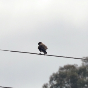 Falco berigora at Tuggeranong, ACT - 2 Aug 2023 11:27 AM